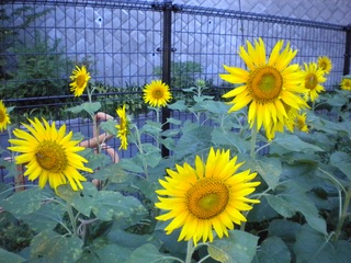DSCN4271.jpg